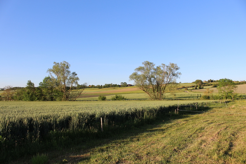 Pension canine et féline de Loudenka  Saint Pont Auvergne